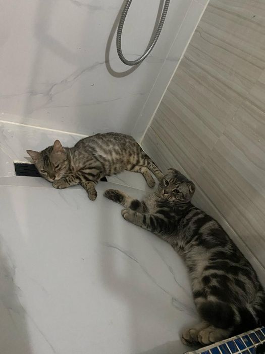 Кошки висловухи и бингалский