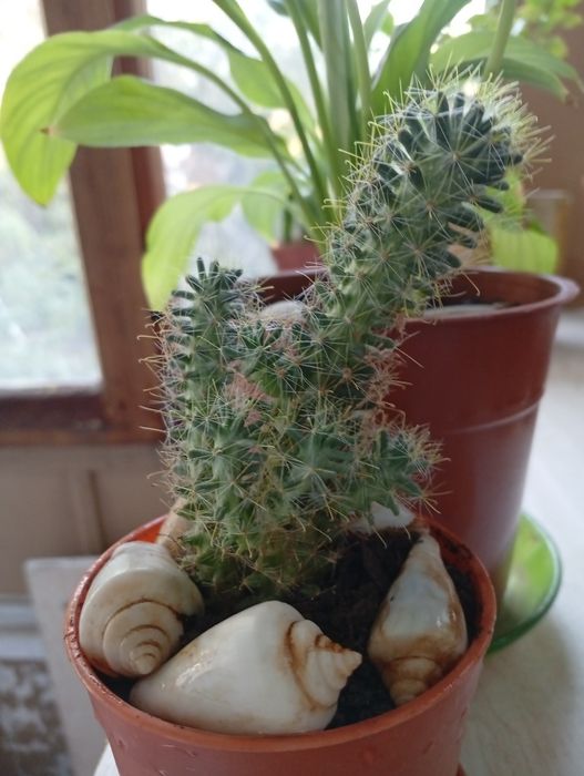 Фикус,молочай,кактусы