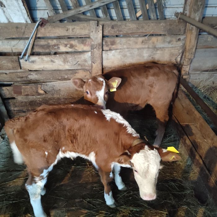 Продам коровы с теленками