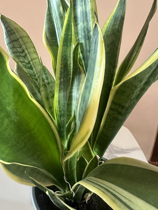 Сансевиерия цветы