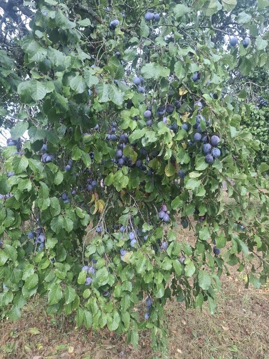 Vând prune pentru tuica