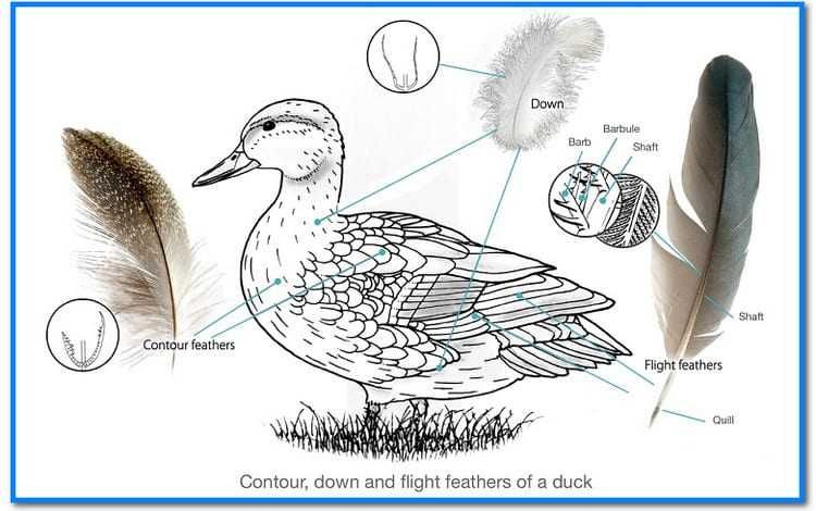 Puf de rata 90%. Pene de rata 10%. Pt. perna, pilota, canapea, geaca..