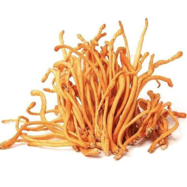 Кордицепс военный