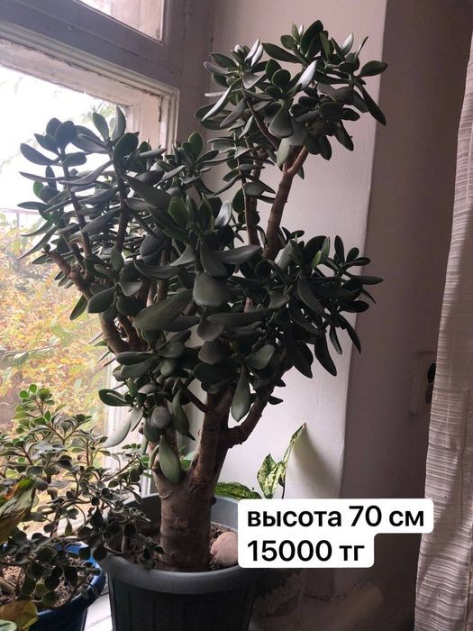 продам денежное дерево с горшком срочно