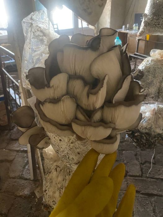 Замбуруклар сотилади,
Замбурук салатлар сотилади, 
Уйда устирилган хеч