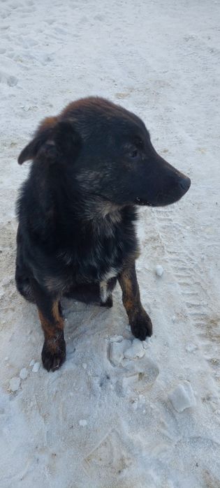 Отдам щенков в добрые руки.