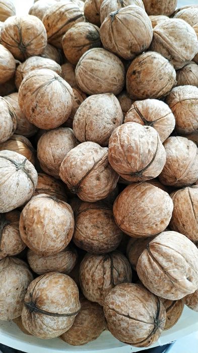 Талгарский грецкий орех