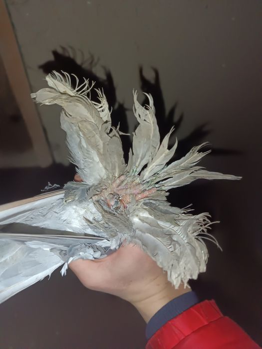 Продаю соч самца чубатый