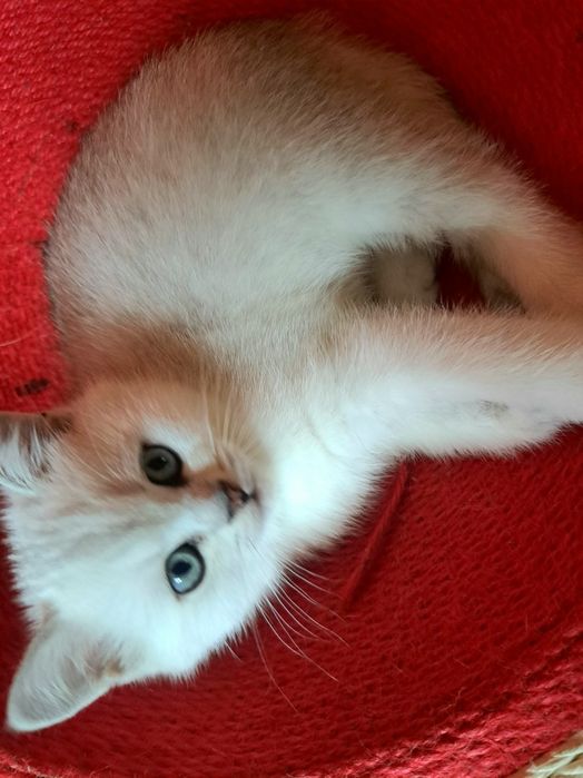 Шотландско котенце