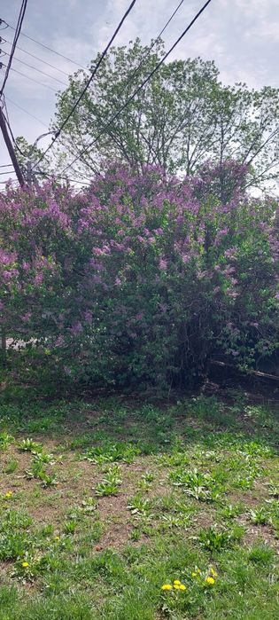 Продам сирень на срез