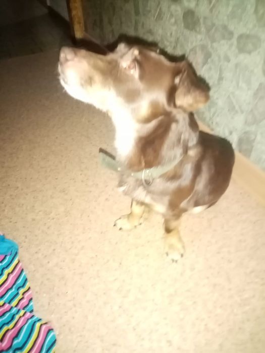 Молодой кобель ищет любящую семью.