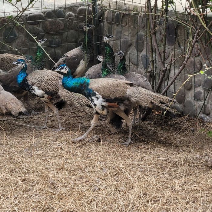 Продаються павлины