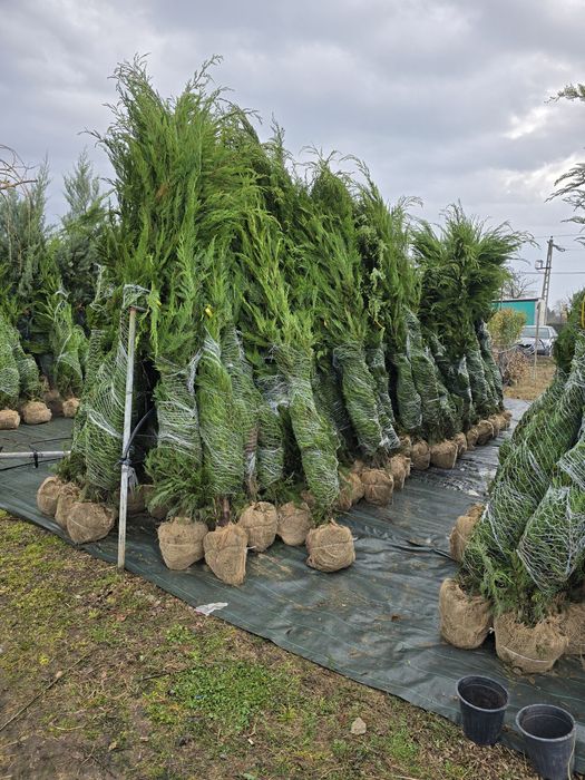 Chiparos Leylandii este un conifer de talie medie, din familia Cupress