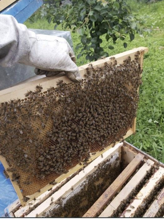 Ceara naturala de albine