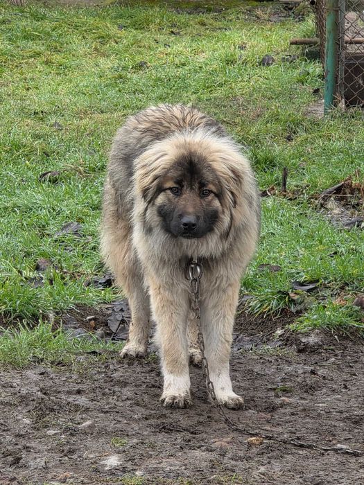 Каракачански кучета