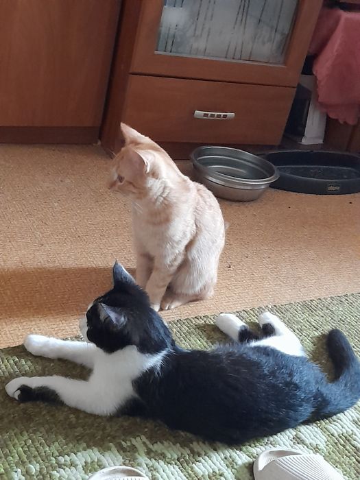 Котята домашние мальчики 3мес бесплатно