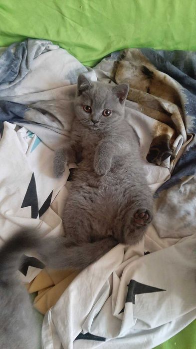 Британска късокосместа котка