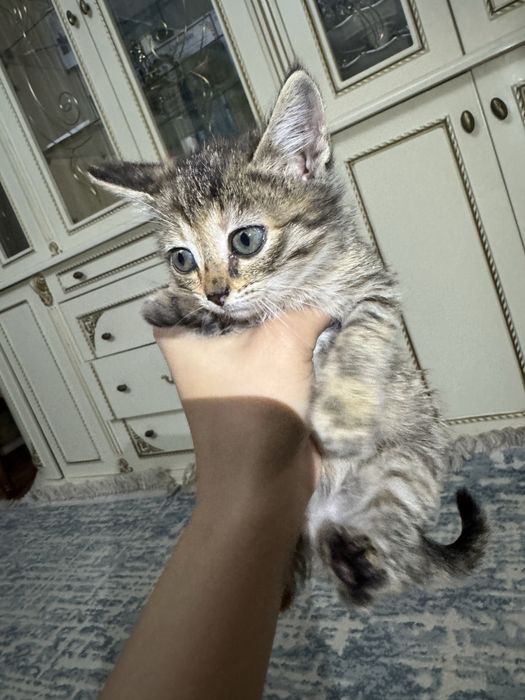 Отдаём кошечек в ДОБРЫЕ РУКИ!