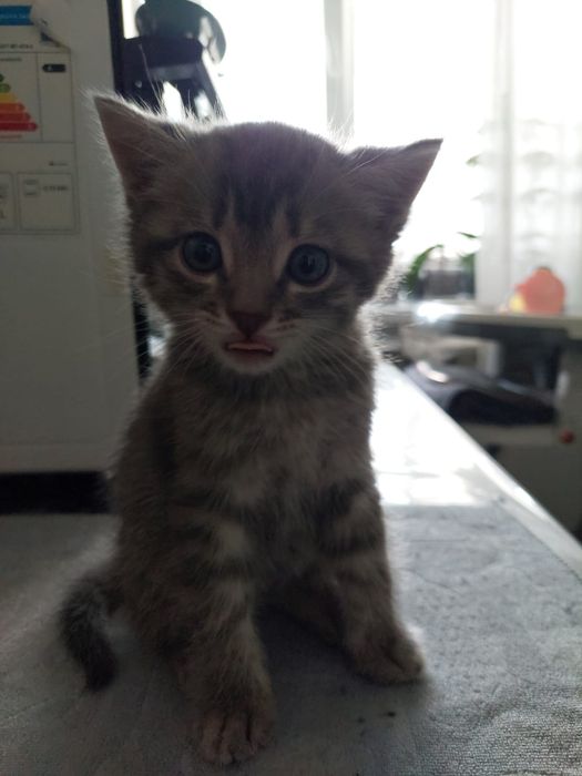 Маленький котенок в добрые руки