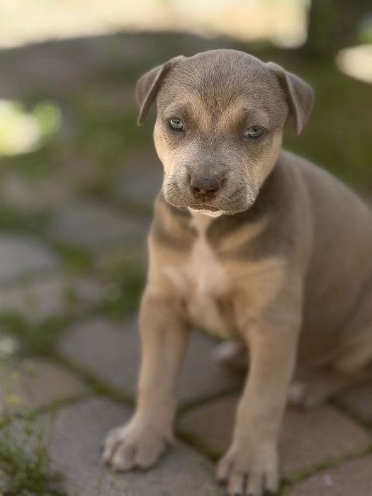 Щенок питбуля — настоящий красавец и охранник