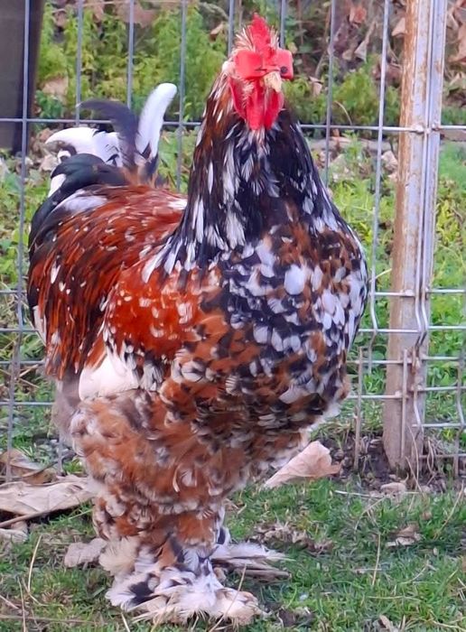 Pui Cochinchina uriaș portelan