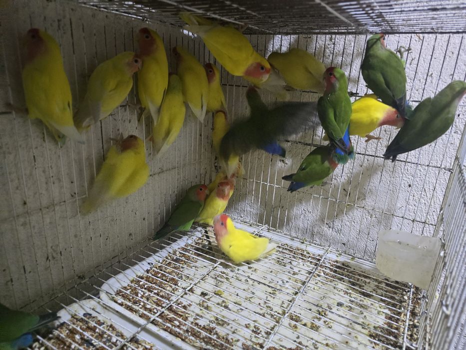 Неразлучники маскывые