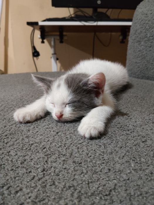 Кошки бесплатно, в Каскелене находимся
