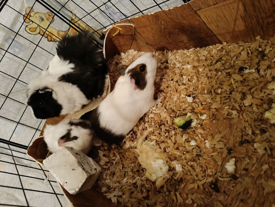 Морские свинки продам