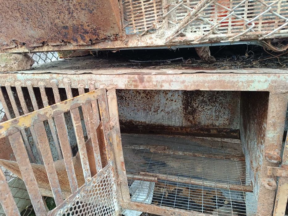 Заичарници клетки