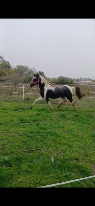 Vând mânza de 2, ani jumate