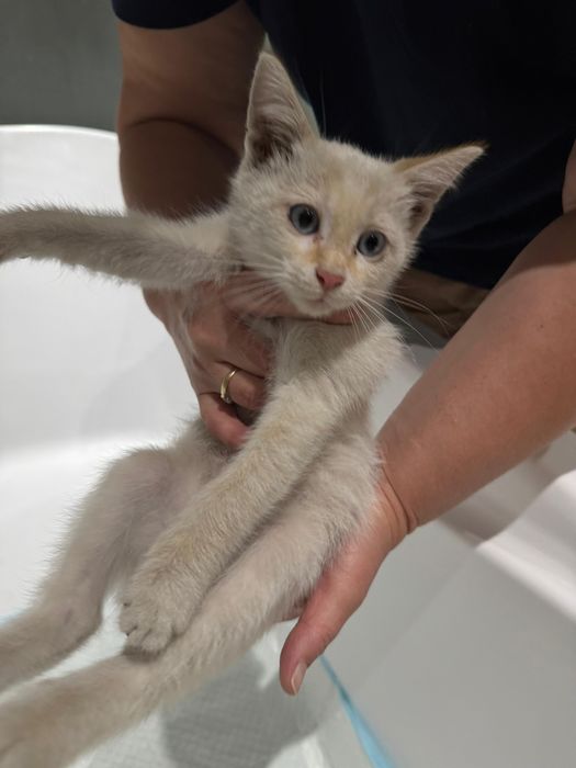 Котенок в добрые руки