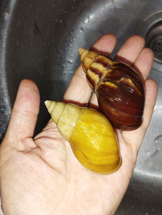 Ракушки улиток ахатина