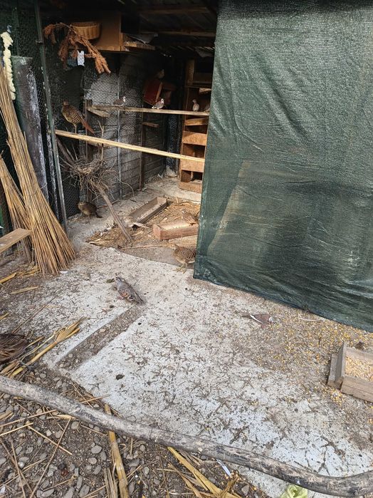 Fazani de vanzare auriu pe galben argintii