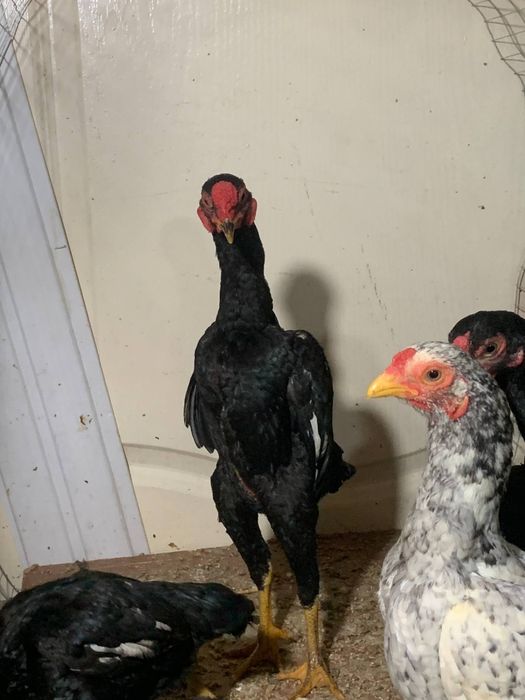 3 та макиён тухумда ва 5 та жужа