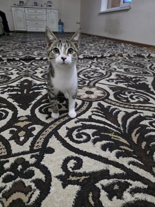 Отдам котят в добрые руки.