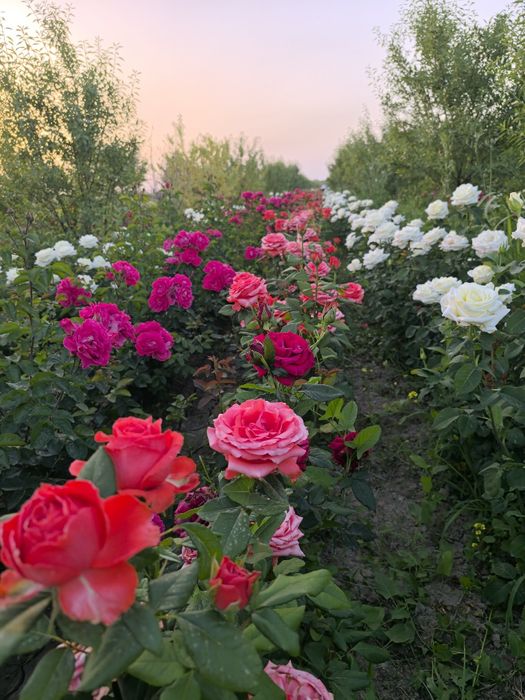 Atirgullar sotiladi tomiri oʻq tomir emas  nozik emas yaxshi boʻlgan