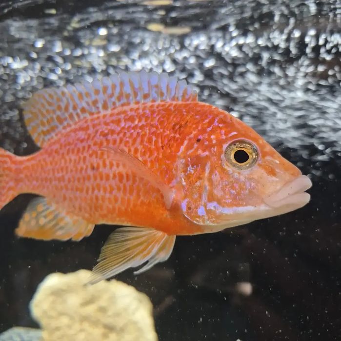 Ciclide africane puii si juvenili