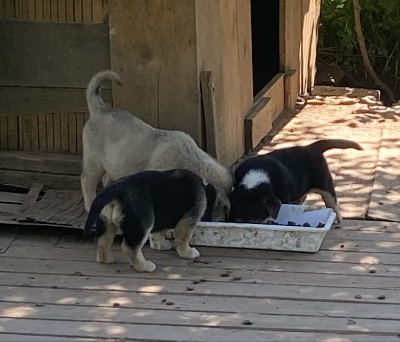 Adopta o minune de catelus - gratuit