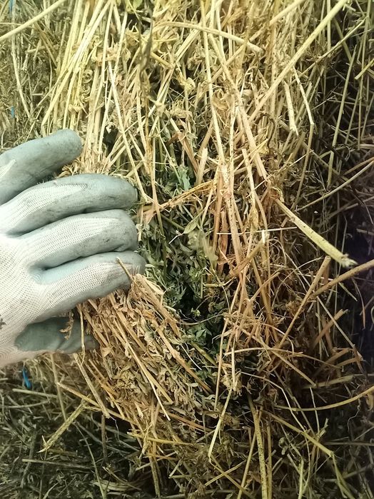 Baloți lucernă cosa 2-3  cu dimensiuni. 1,20/1,20 m