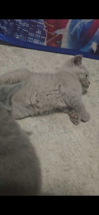 Британские котята