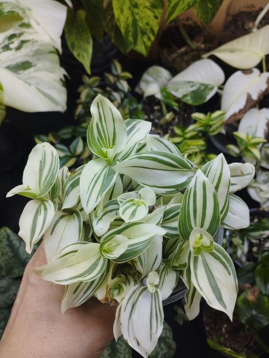 Комнатные растения все по 1000