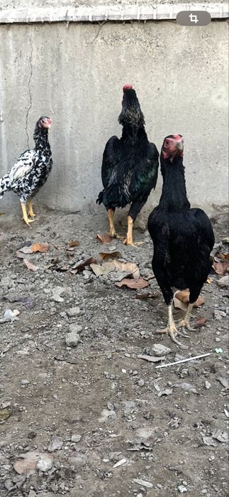 Карейский ко шамо тухумлари сотилади продаются яйца КО Шамо карлик