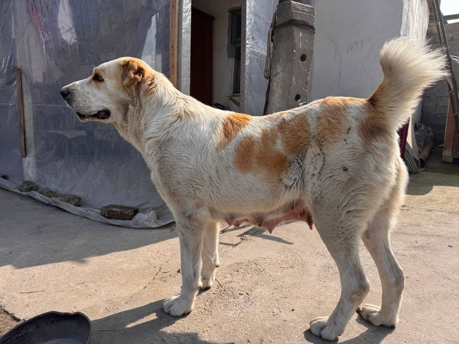 Щенки Алабая 250$