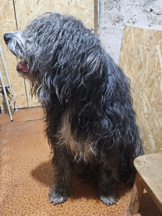 Ищем старых или новых хозяев!