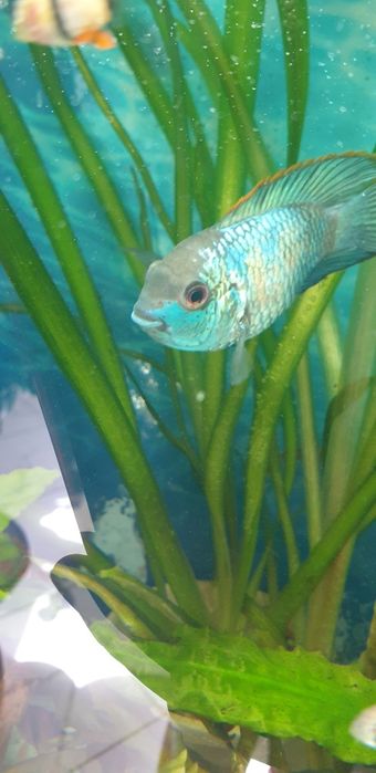 Нанакара неон блю