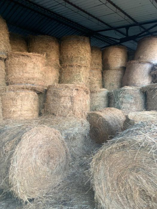 Baloti fan si lucerna