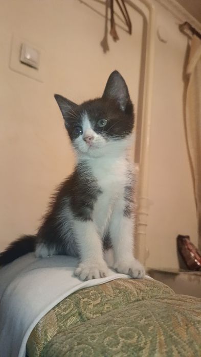 Отдам котяток в добрые руки
