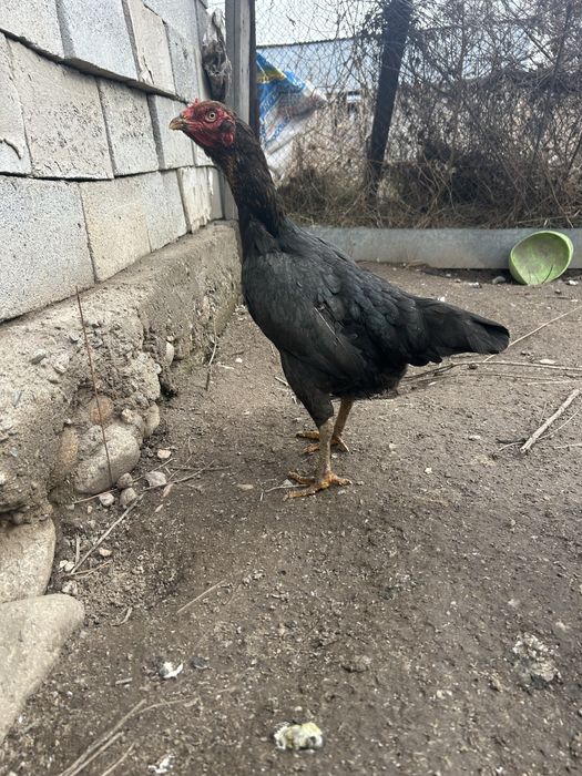 Даканка китаянка