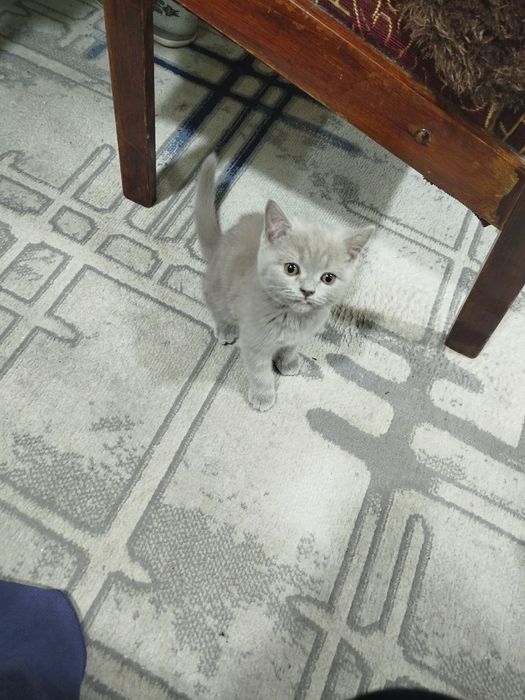 Продаётся кошка скотиш страйт