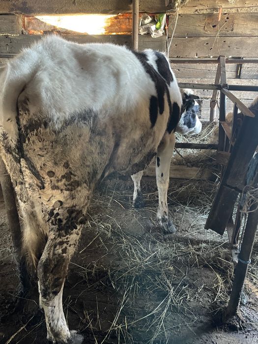 Продам телку голштинку